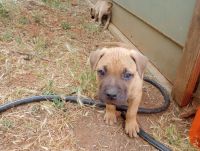 American Bully Puppies for sale in Redding, CA, USA. price: NA