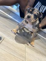 American Bully Puppies for sale in 29910 Rambling Rd, Southfield, MI 48076, USA. price: NA