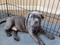 American Bully Puppies for sale in Corcoran, CA 93212, USA. price: NA