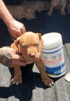 American Bully Puppies for sale in Highland, CA, USA. price: NA