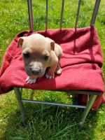 American Bully Puppies for sale in Ridgeley, WV 26753, USA. price: NA