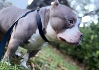 American Bully Puppies for sale in Miami, FL 33177, USA. price: NA