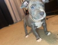 American Bully Puppies for sale in College Park, GA, USA. price: NA