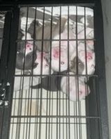 American Bully Puppies for sale in Rochester, NY, USA. price: NA