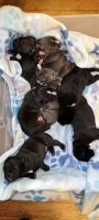 American Bully Puppies for sale in Mechanicsville, VA 23116, USA. price: NA