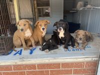 American Bully Puppies for sale in Seneca, SC, USA. price: NA