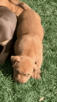 American Bully Puppies for sale in Whitesboro, TX 76273, USA. price: NA