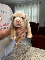 American Bully Puppies for sale in Port Charlotte, FL, USA. price: NA