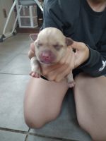 American Bully Puppies for sale in Greensburg, PA 15601, USA. price: NA