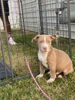 American Bully Puppies for sale in Greensboro, NC, USA. price: NA