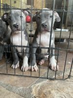 American Bully Puppies for sale in Phelan, CA 92371, USA. price: NA