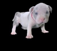 American Bully Puppies for sale in Brooksville, FL 34601, USA. price: NA