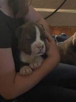 American Bully Puppies for sale in Toledo, OH, USA. price: NA