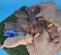 American Bully Puppies for sale in Hastings, MN 55033, USA. price: NA