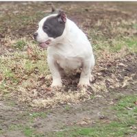 American Bully Puppies for sale in Charlotte, TN 37036, USA. price: NA