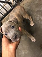 American Bully Puppies for sale in Raleigh, NC, USA. price: NA