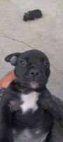 American Bully Puppies for sale in 2905 Century Blvd, South Gate, CA 90280, USA. price: NA