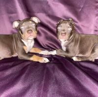 American Bully Puppies for sale in Salisbury, MD, USA. price: NA