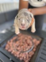 American Bully Puppies for sale in Baltimore County, MD, USA. price: NA