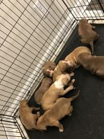 American Bully Puppies for sale in Maysville, NC, USA. price: NA