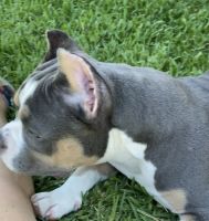 American Bully Puppies for sale in Palm Springs, FL, USA. price: NA