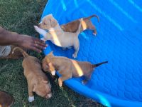 American Bully Puppies for sale in Longview, TX, USA. price: NA