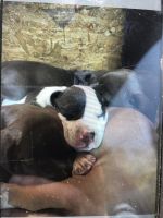 American Bully Puppies for sale in Charleston, SC, USA. price: NA