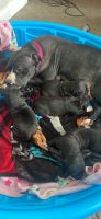 American Bully Puppies for sale in Bolingbrook, IL, USA. price: NA