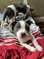 American Bully Puppies for sale in Redding, CA, USA. price: NA