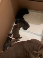 American Bully Puppies for sale in Shreveport, LA, USA. price: NA