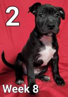 American Bully Puppies for sale in Syracuse, UT 84075, USA. price: NA