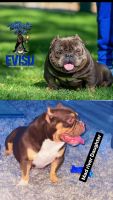 American Bully Puppies for sale in Corona, CA, USA. price: NA