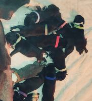 American Bully Puppies for sale in Memphis, TN 38128, USA. price: NA