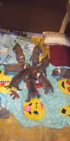 American Bully Puppies for sale in Waldron, MI 49288, USA. price: NA