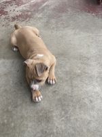American Bully Puppies for sale in 701 Oakmont Ave, Steubenville, OH 43952, USA. price: NA