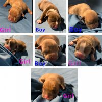 American Bully Puppies for sale in Chicago, IL, USA. price: NA