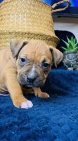 American Bully Puppies for sale in Midwest City, OK, USA. price: NA