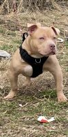 American Bully Puppies for sale in Lowell, MA 01851, USA. price: NA