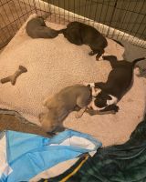 American Bully Puppies for sale in Baltimore, MD, USA. price: NA