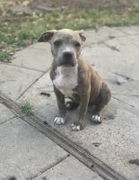 American Bully Puppies for sale in Dickinson, TX 77539, USA. price: NA