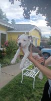 American Bully Puppies for sale in Antelope, CA, USA. price: NA