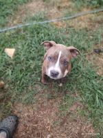 American Bully Puppies for sale in Anderson, SC, USA. price: NA