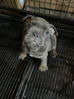 American Bully Puppies for sale in GLMN HOT SPGS, CA 92583, USA. price: NA