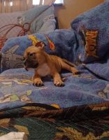 American Bully Puppies for sale in Pottsville, PA 17901, USA. price: NA