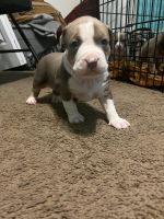 American Bully Puppies for sale in York, PA, USA. price: NA