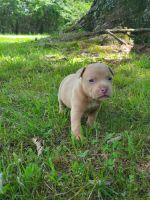 American Bully Puppies for sale in Searcy, AR, USA. price: NA