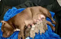American Bully Puppies for sale in Miami, FL, USA. price: NA