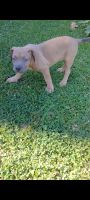 American Bully Puppies for sale in Glenarden, MD 20706, USA. price: NA