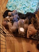 American Bully Puppies for sale in Titus, AL 36080, USA. price: NA