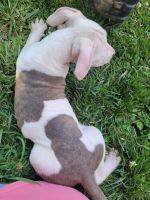 American Bully Puppies for sale in Richmond, KY 40475, USA. price: NA